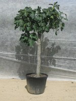 Higueras ( Ficus carica)